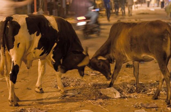 cow fight on street