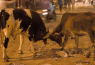 cow fight on street