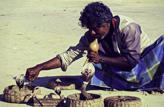 Snake charmer India